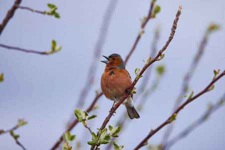 Male of Common redstart, Phoenicurus phoenicurus on branch.の写真素材