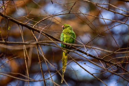 Rome Italy. Parrots struggle to build their nest on tree branches to lay eggs.の写真素材