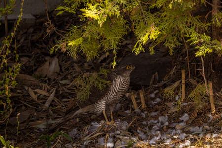 A hawk that devours a wild pigeon after hunting it.の写真素材