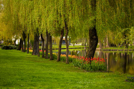 landscape with willows and tulips reflected in the water of a lakeの写真素材