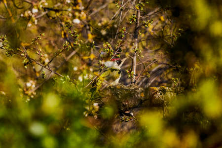 a green woodpecker (Picus Viridis) perched high on the side of a treeの写真素材