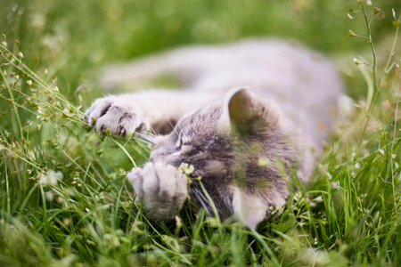 Portrait of a cute cat playing in the grass