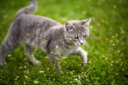 Portrait of a cute cat playing in the grassの写真素材
