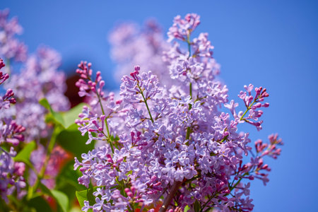 beautiful abstract background with flowers in blur dof.