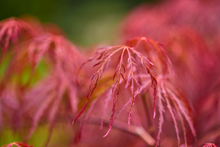 beautiful abstract background with flowers in blur dof.