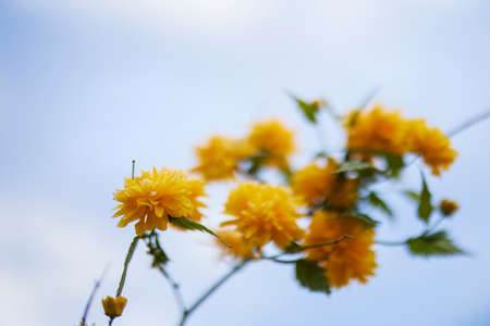beautiful abstract background with flowers in blur dof.の写真素材