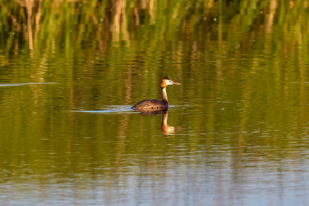 (Podiceps cristatus) It belongs to the family Podicipedidae. It inhabits wetlands in Europe and...