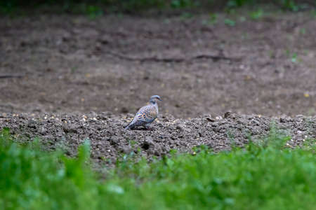 Turtle dove, Streptopelia turtur, Single bird in grass. The natural sceneryの写真素材