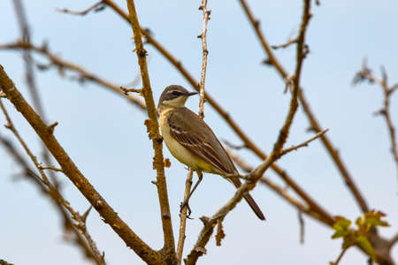 The yellow wagtail (Motacilla flava) is a small songbird in the family Motacillidae.の写真素材