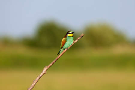 Bee eater birds (Merops apiaster) in various posturesの写真素材