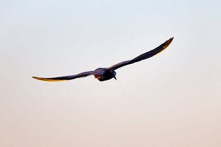 Common Tern in different poses during the spring.