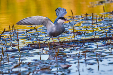 Common Tern in different poses during the spring.