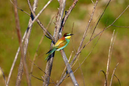 Bee eater birds (Merops apiaster) in various postures