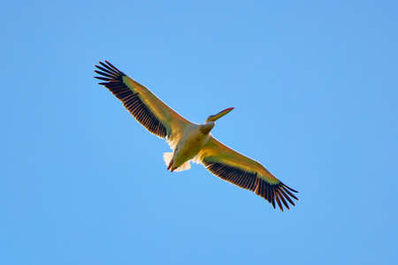 Images with pelicans from the natural environment, Danube Delta Nature Reserve, Romania.の写真素材