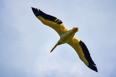 Images with pelicans from the natural environment, Danube Delta Nature Reserve, Romania.の写真素材
