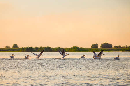 Images with pelicans from the natural environment, Danube Delta Nature Reserve, Romania.の写真素材