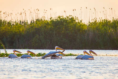 Images with pelicans from the natural environment, Danube Delta Nature Reserve, Romania.の写真素材
