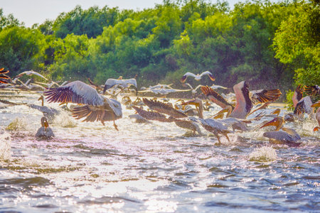 Images with pelicans from the natural environment, Danube Delta Nature Reserve, Romania.の写真素材