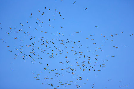 Images with pelicans from the natural environment, Danube Delta Nature Reserve, Romania.の写真素材