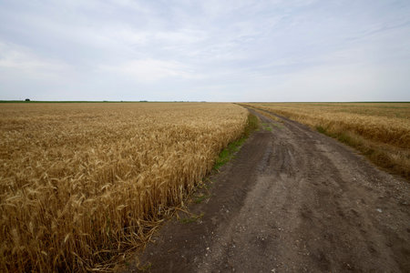 an agricultural field with wheat ready for harvest.