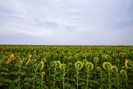 agricultural field with young sunflower at the beginning of flowering