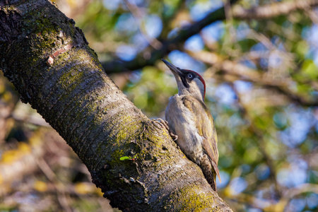 a green woodpecker (Picus Viridis) perched high on the side of a tree