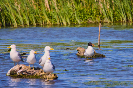 Seagulls standing in the Danube Delta From Romania