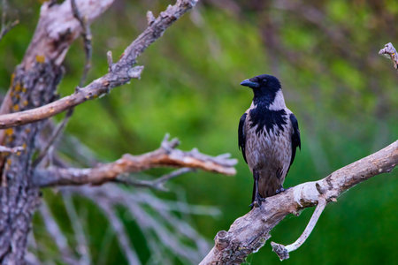Crow crow (Corvus corone cornix) found in the Danube Delta Romania