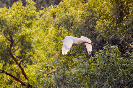 white egret in flight in the Danube Delta in Romania.の写真素材