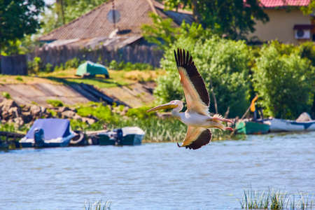 a Pelican flying in the natural environment of the Danube Deltaの写真素材
