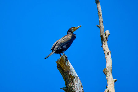cormorants stand in the Danube Delta in Romania