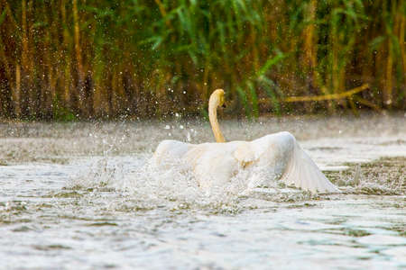 swans in the natural environment of the Danube Deltaの写真素材
