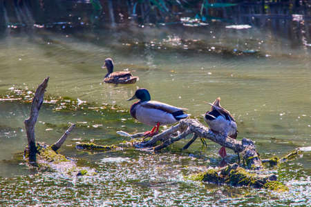 Wild duck in the natural environment of the Danube Deltaの写真素材