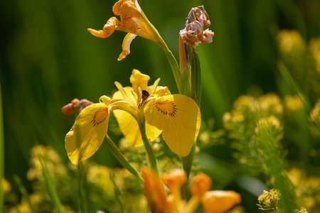 image with a natural flower in the bur