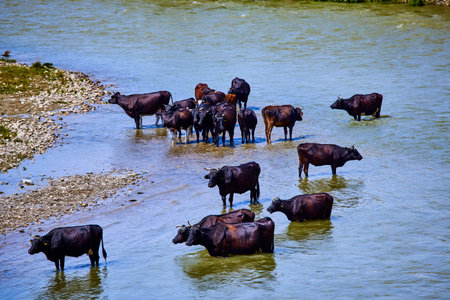 a group of cows near a river in the Danube Delta
