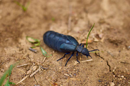 a cockroach that walks on the groundの写真素材