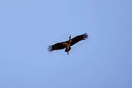 A black stork gliding on blue skyの写真素材