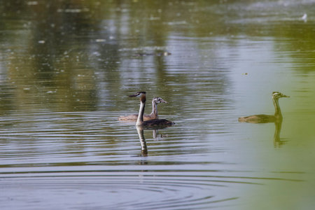 Families of Tachybaptus ruficollis floating on a lake