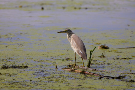 Yellow heron standing in a lake on an autumn day