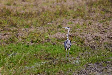Great Blue Heron standing in the grass near a lakeの写真素材
