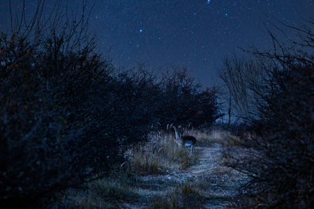 a deer at night under the starry skyの写真素材