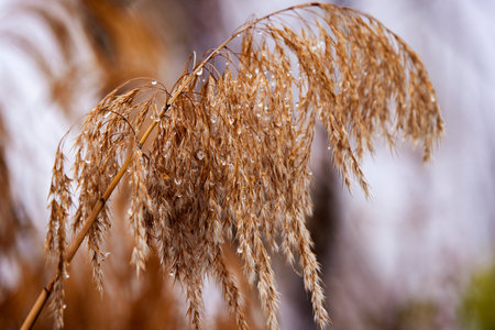 a reed branch with raindrops hanging from it.の写真素材