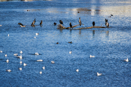 Nursery of gulls and other species of water birds in the winter on a frozen riverの写真素材
