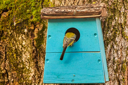 Great tit (parus major) at his house and nest in the treeの写真素材