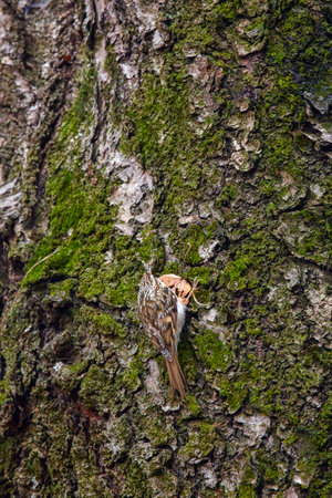 Eurasian tree creeper (Certhia familiaris) on a tree barkの写真素材