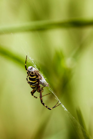 Close-up of a venomous spider hanging in it's webの写真素材
