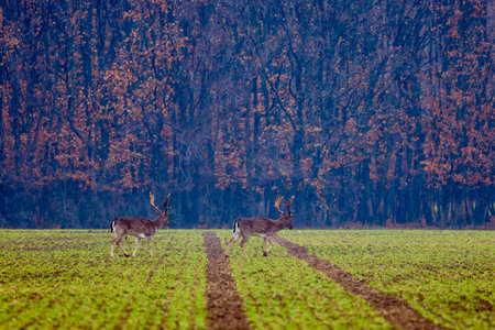 deer on a foggy day in autumnの写真素材