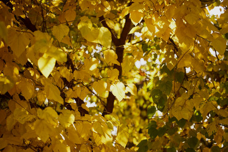 tree branches with colorful autumn leaves on blurred backgroundの写真素材