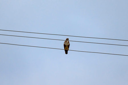 Common buzzard (Buteo buteo) taking of a tree top