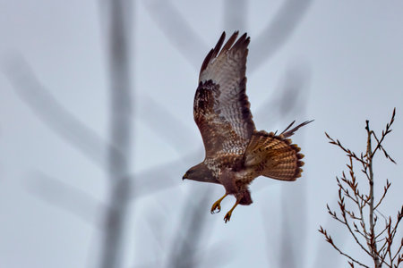 Common buzzard (Buteo buteo) taking of a tree topの写真素材